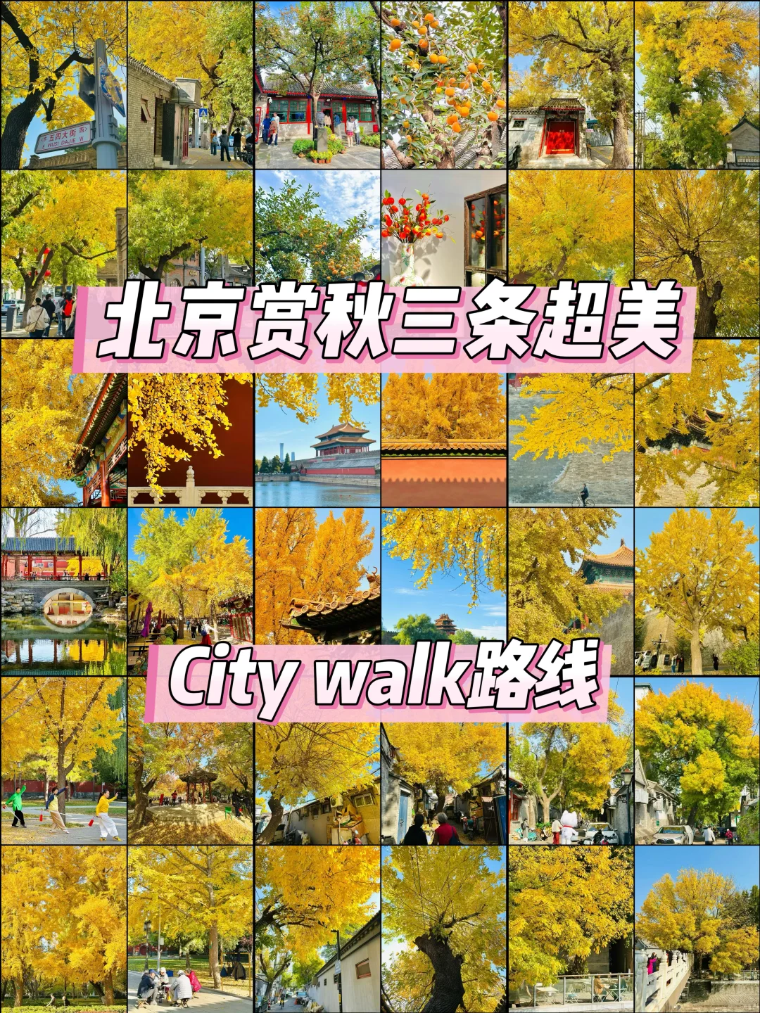 官宣❗️北京赏秋前三city walk路线出炉‼️