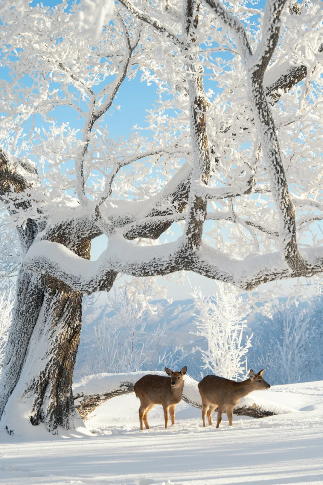 人这一辈子总要来吉林看一次雾凇吧❄
