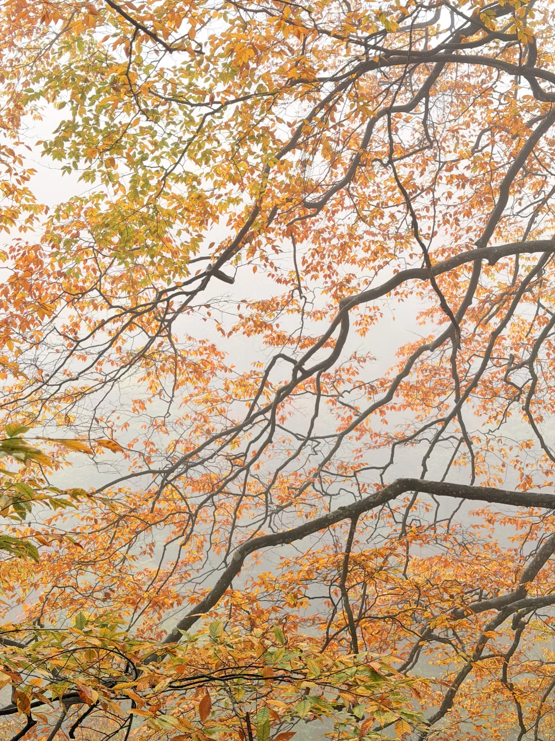 10.20实拍！！！今天的光雾山真的杀疯了！！！！