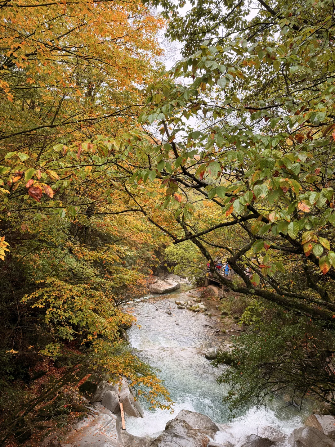 10.20实拍！！！今天的光雾山真的杀疯了！！！！