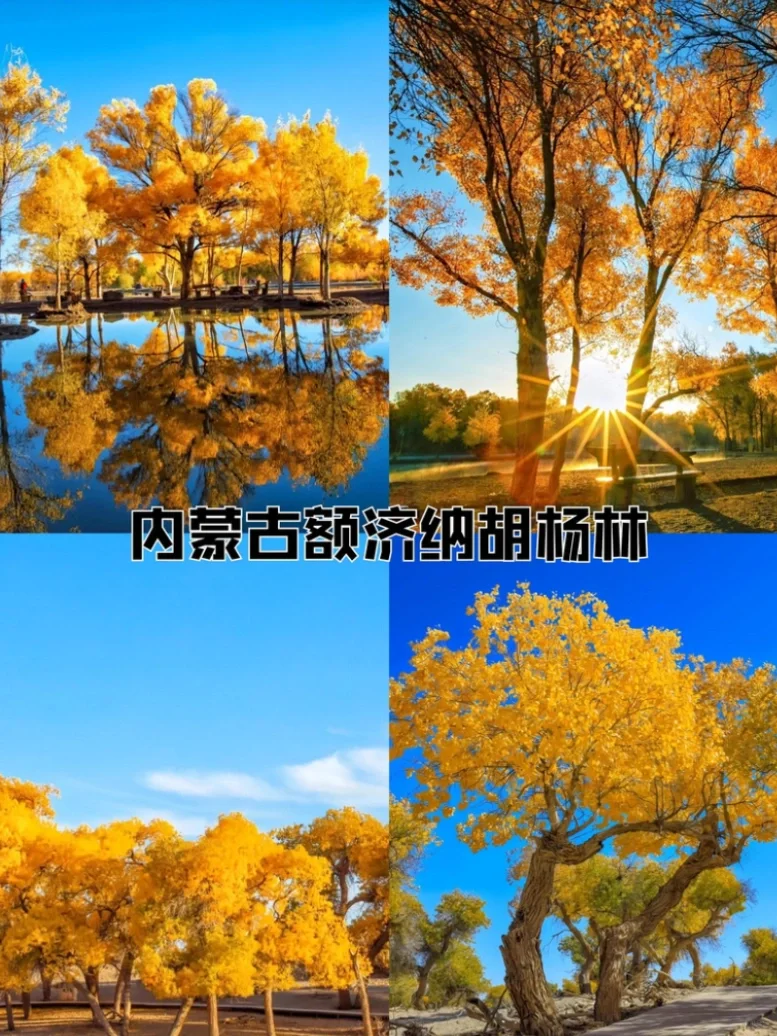 国家地理认证！9 - 11月国内5大赏秋天花版