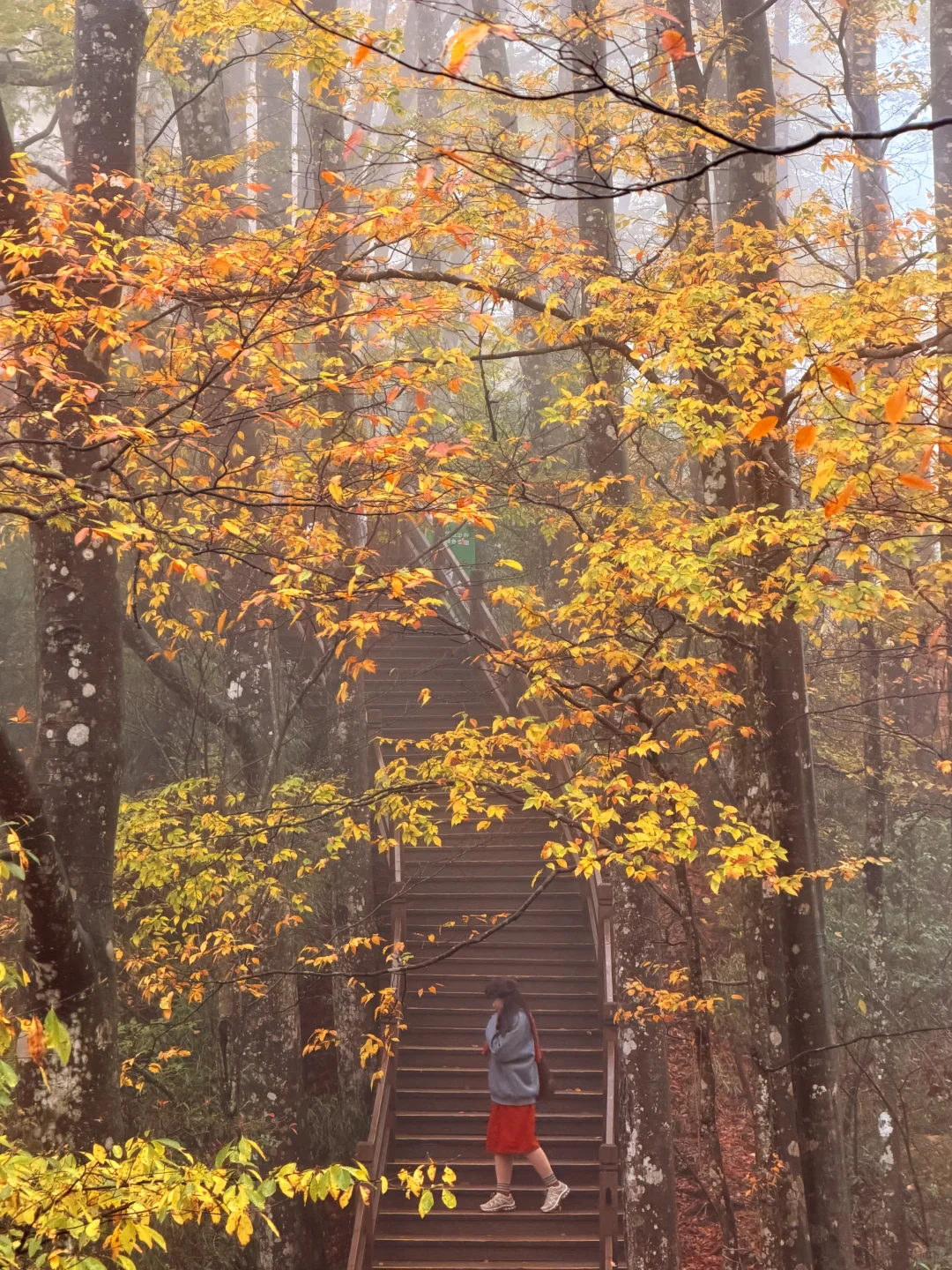 10.20实拍！！！今天的光雾山真的杀疯了！！！！