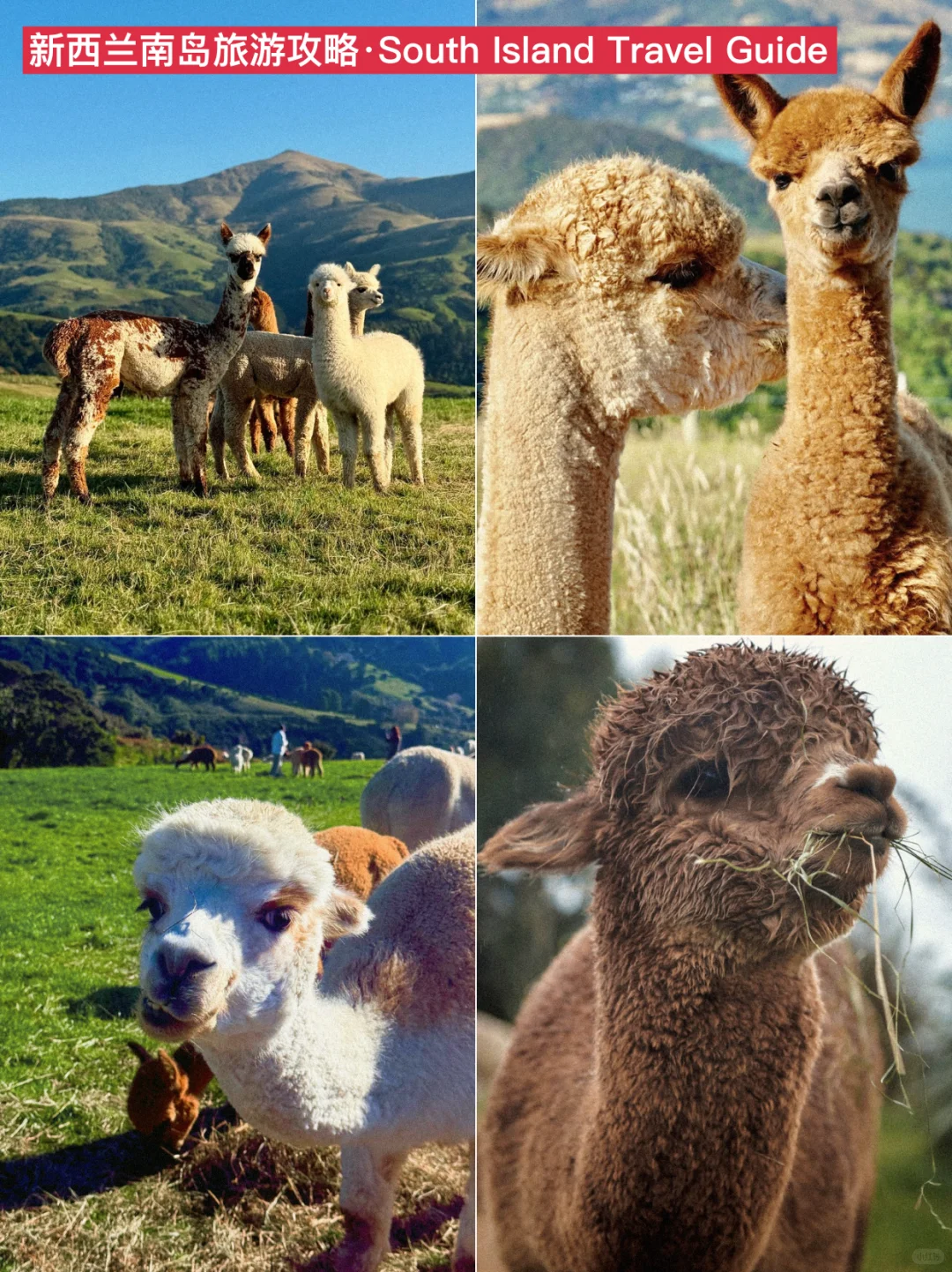 紫人做的新西兰旅游攻略❗️环南岛一篇通关