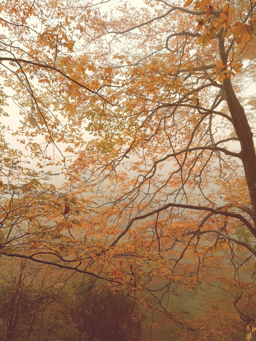 10.20实拍！！！今天的光雾山真的杀疯了！！！！