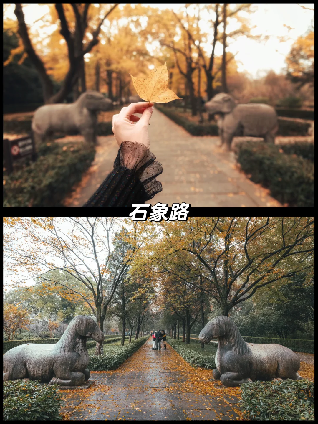 南京的秋天很绝，收好这15个机位拍到手软