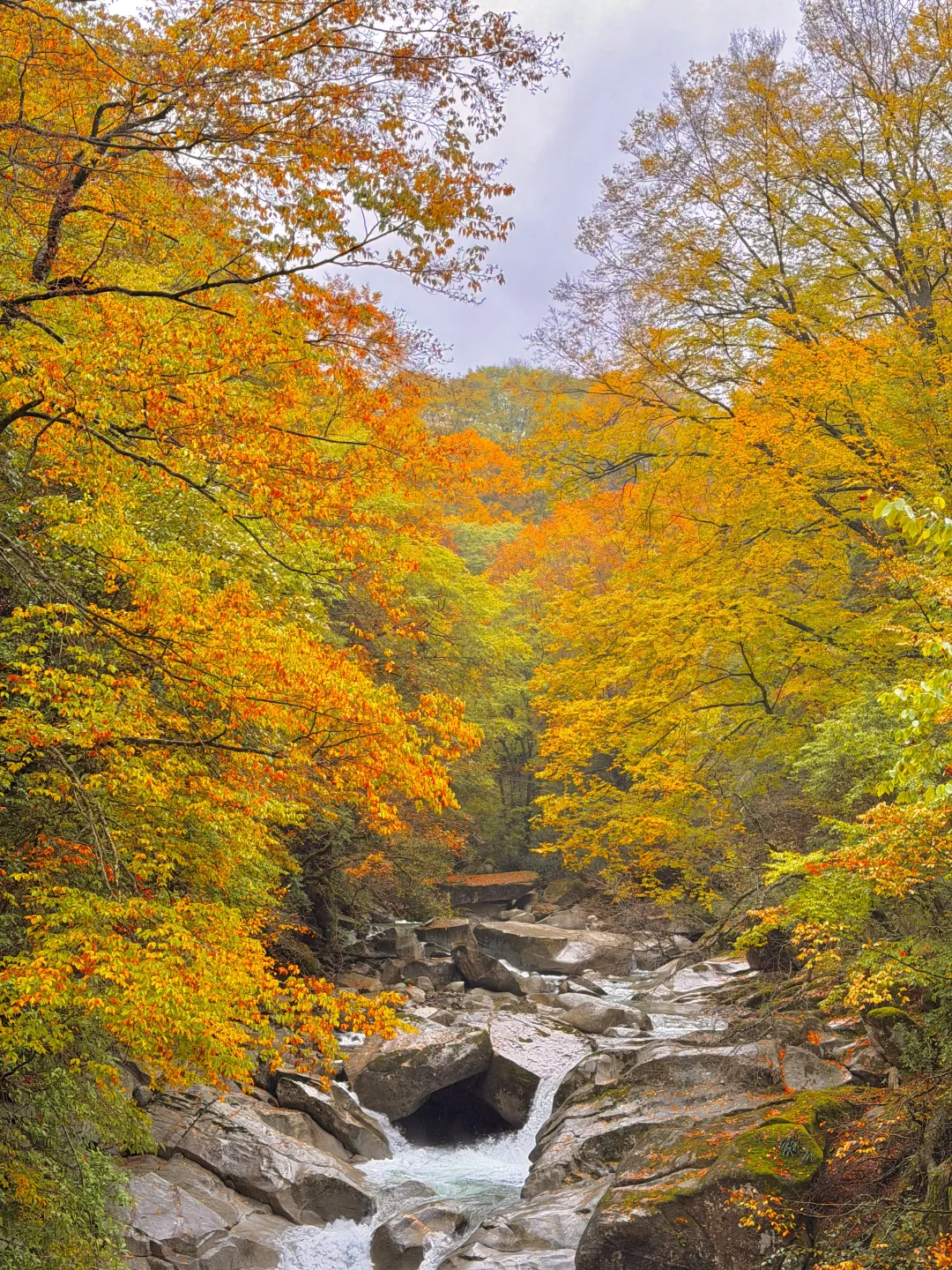 10.20实拍！！！今天的光雾山真的杀疯了！！！！