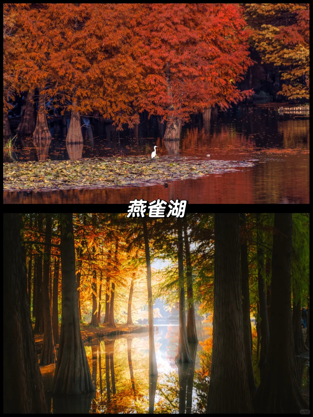 南京的秋天很绝，收好这15个机位拍到手软