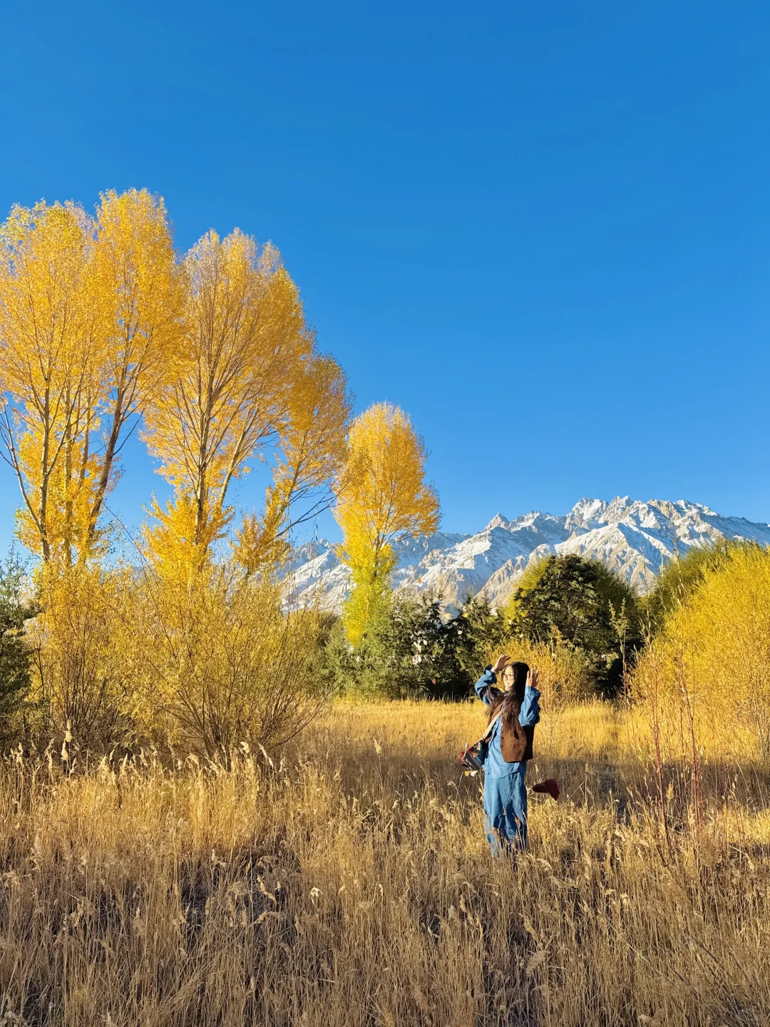 10.14金色草海实拍live🍂南疆秋日封神之作