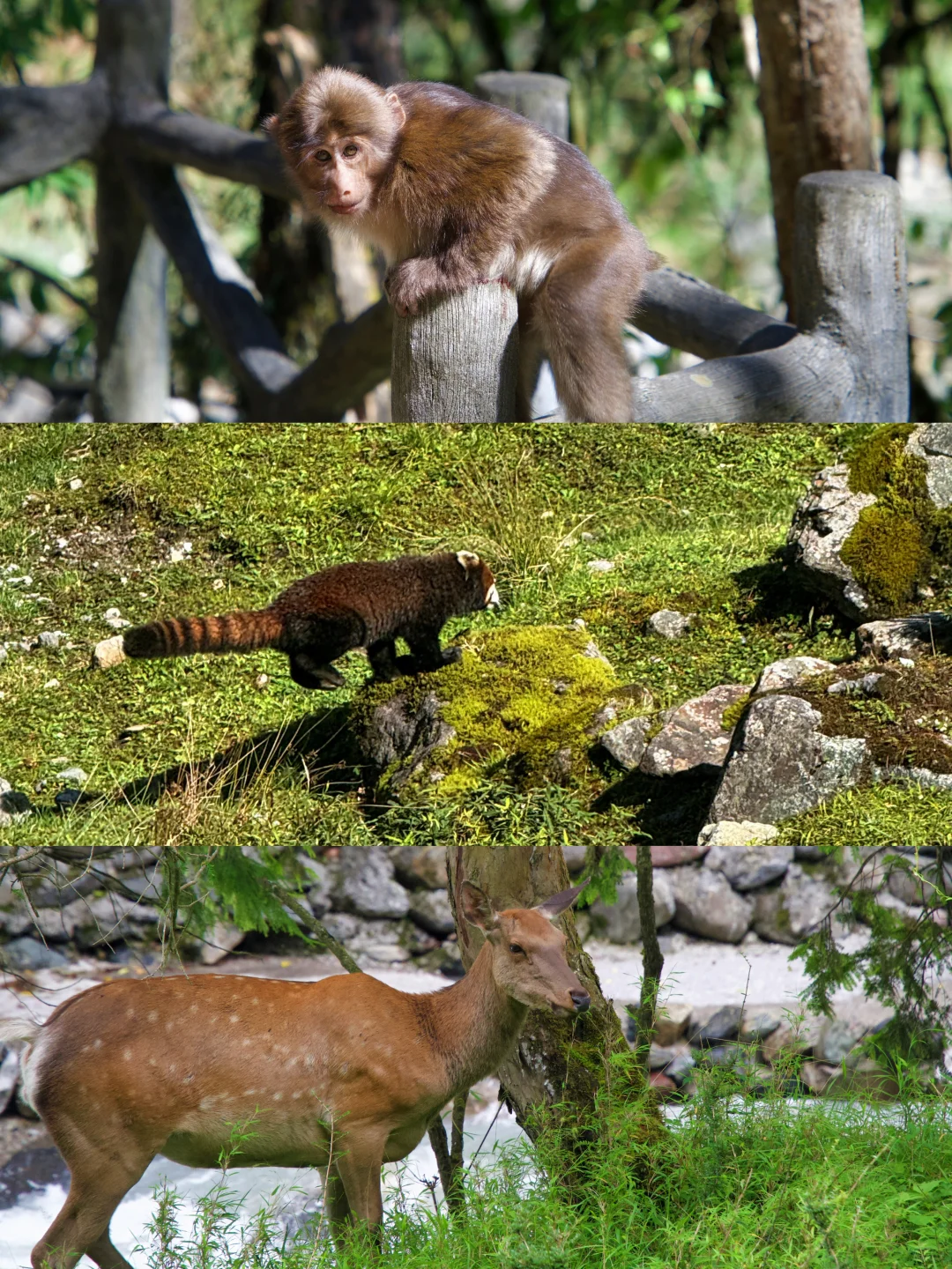 国庆反向旅游🍃成都出发3h抵达绿野仙踪