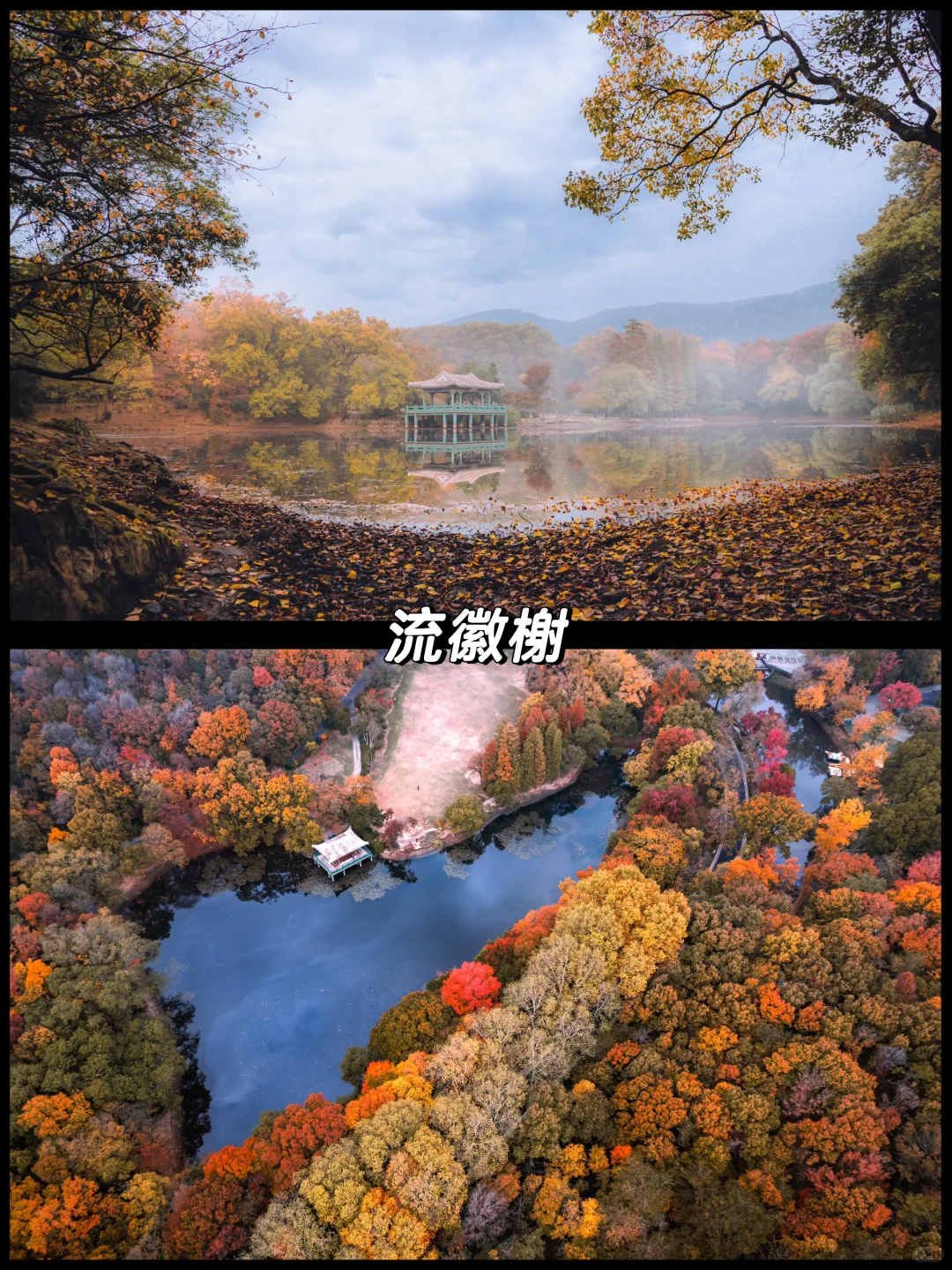 南京的秋天很绝，收好这15个机位拍到手软