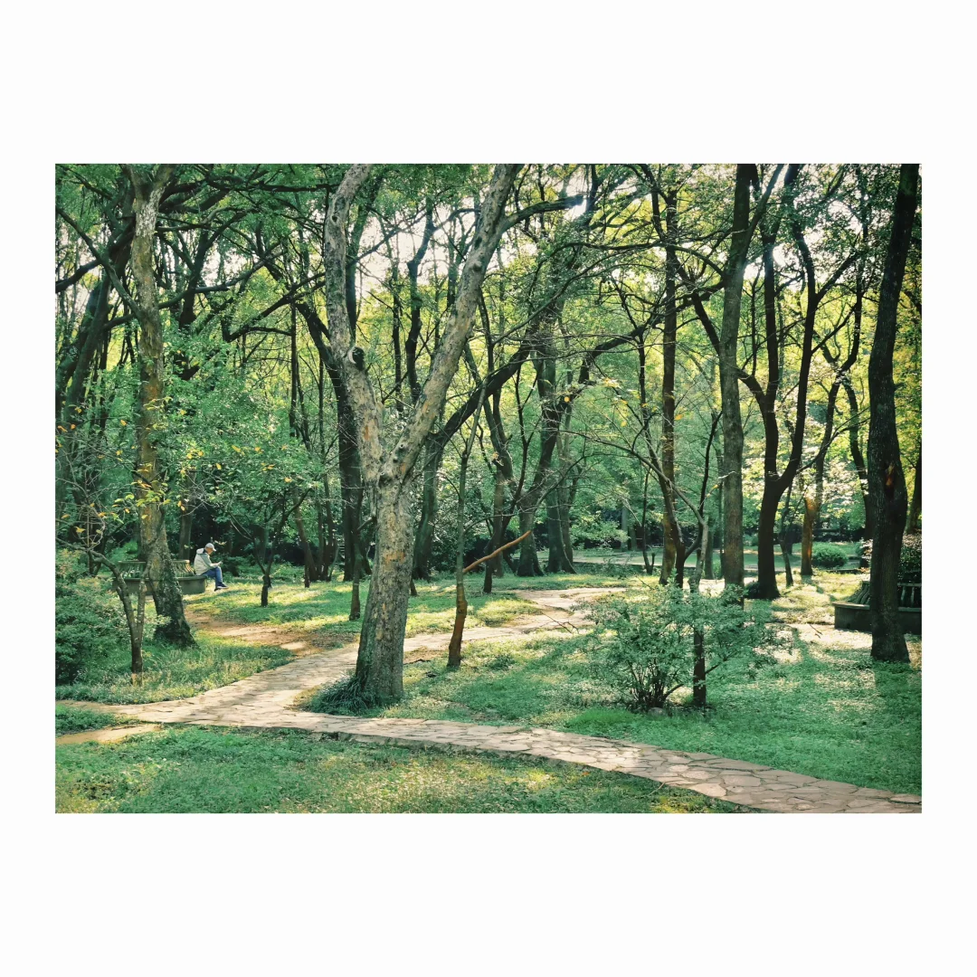 南京｜寻找失落的大象朋友🐘含路线❣️