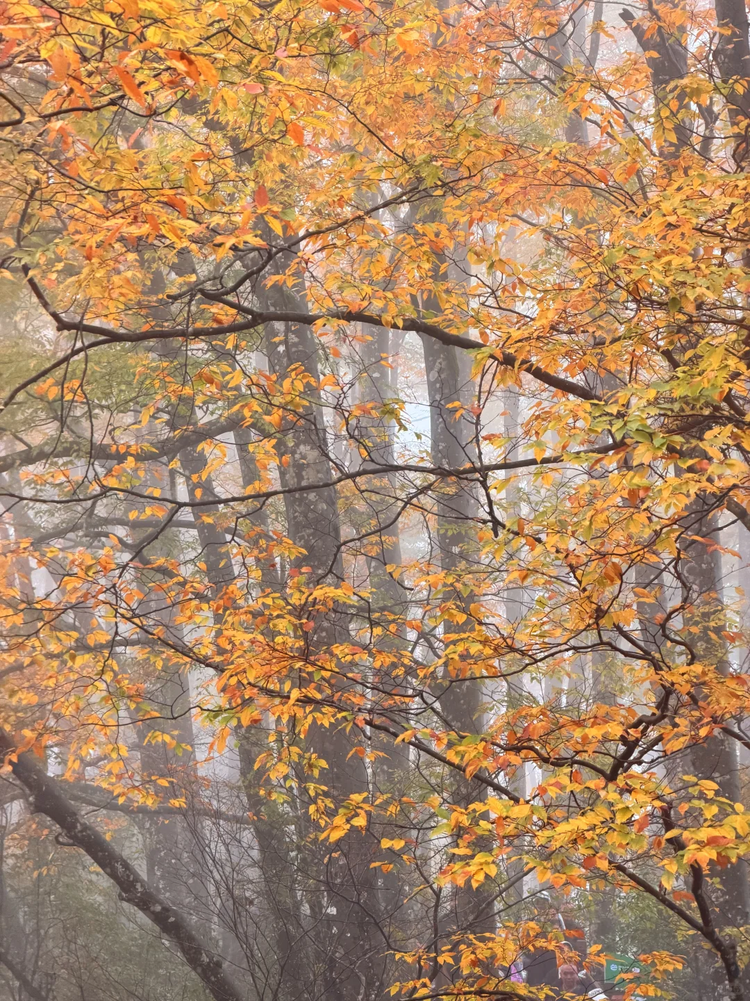 10.20实拍！！！今天的光雾山真的杀疯了！！！！