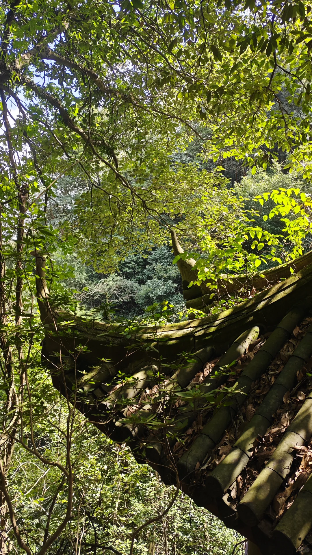 莫干山古道丨秋日满分选择