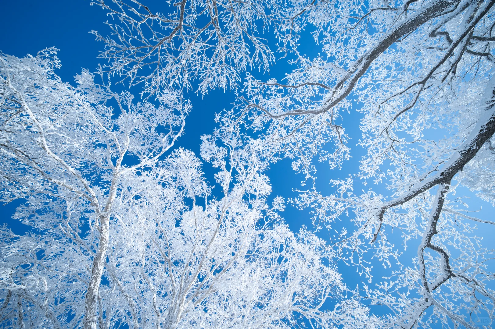 人这一辈子总要来吉林看一次雾凇吧❄