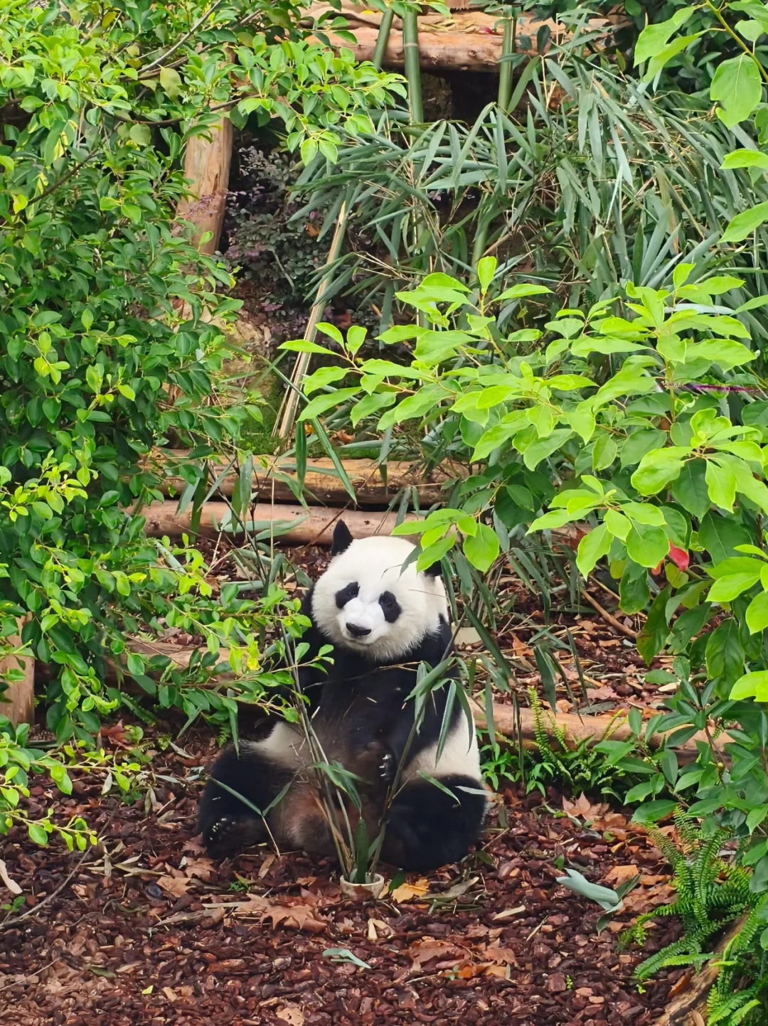 熊猫基地一日游本地土著带路不走回头路！！