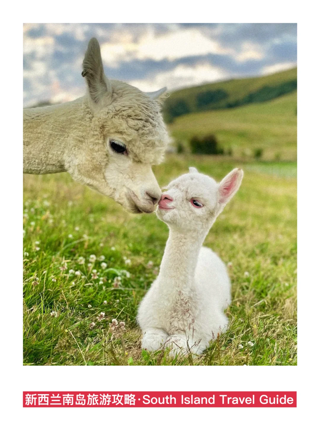 紫人做的新西兰旅游攻略❗️环南岛一篇通关