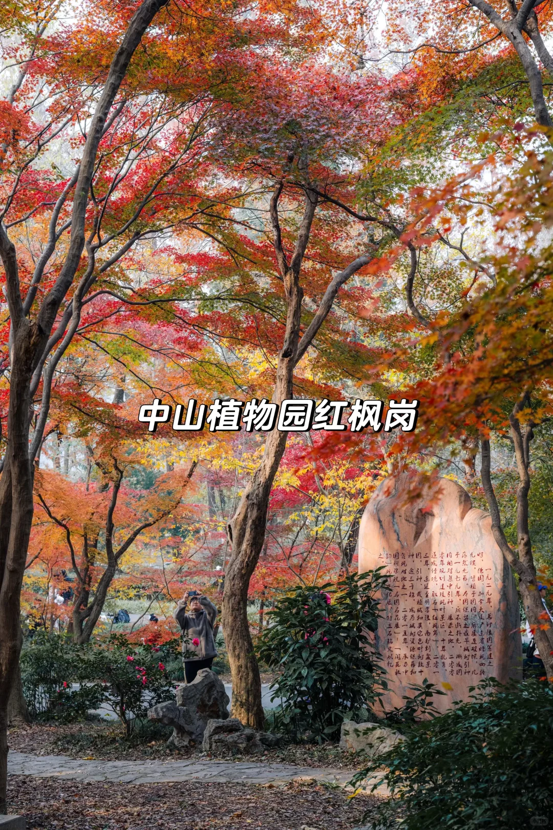 南京的秋天很绝，收好这15个机位拍到手软