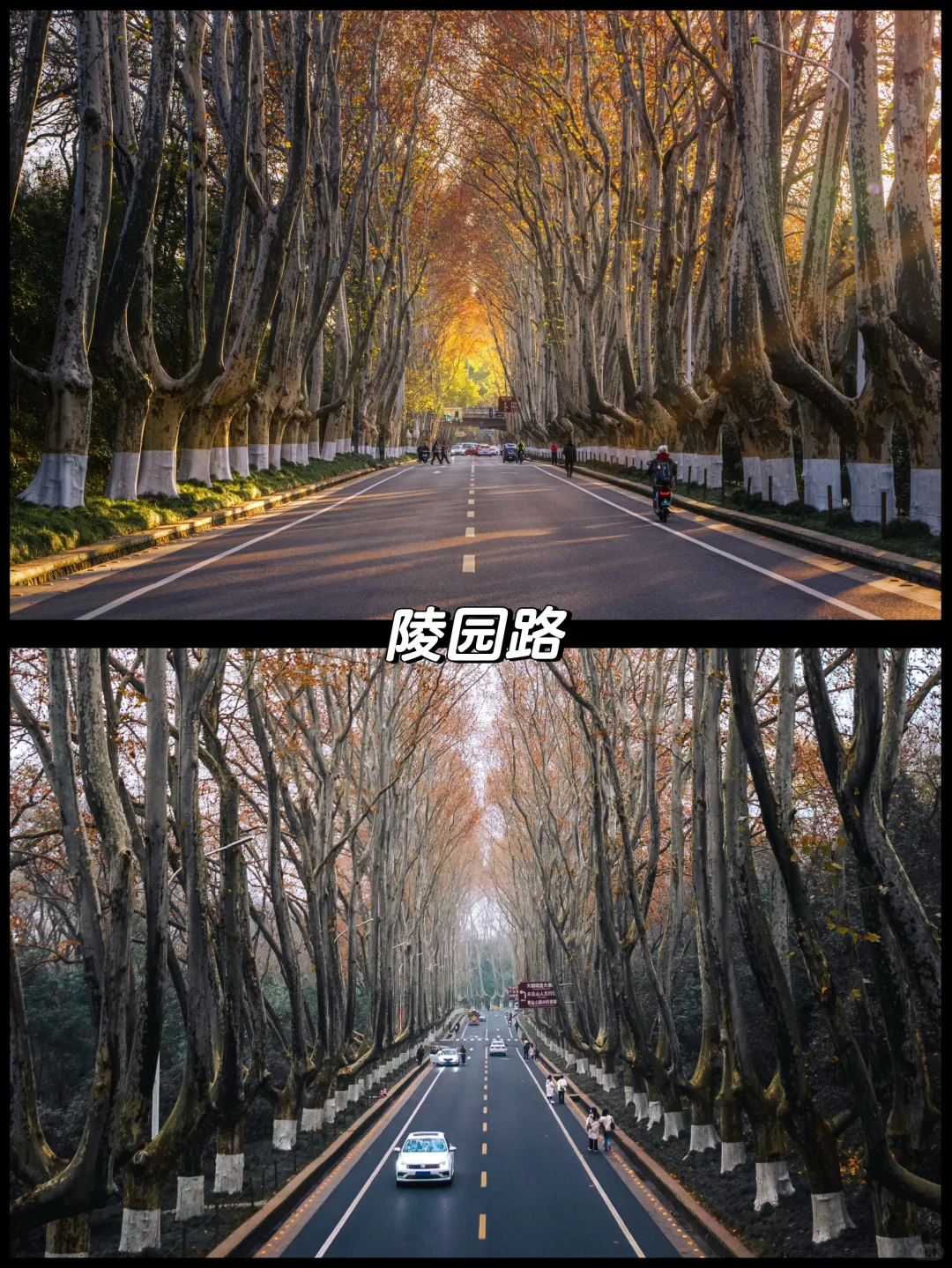 南京的秋天很绝，收好这15个机位拍到手软