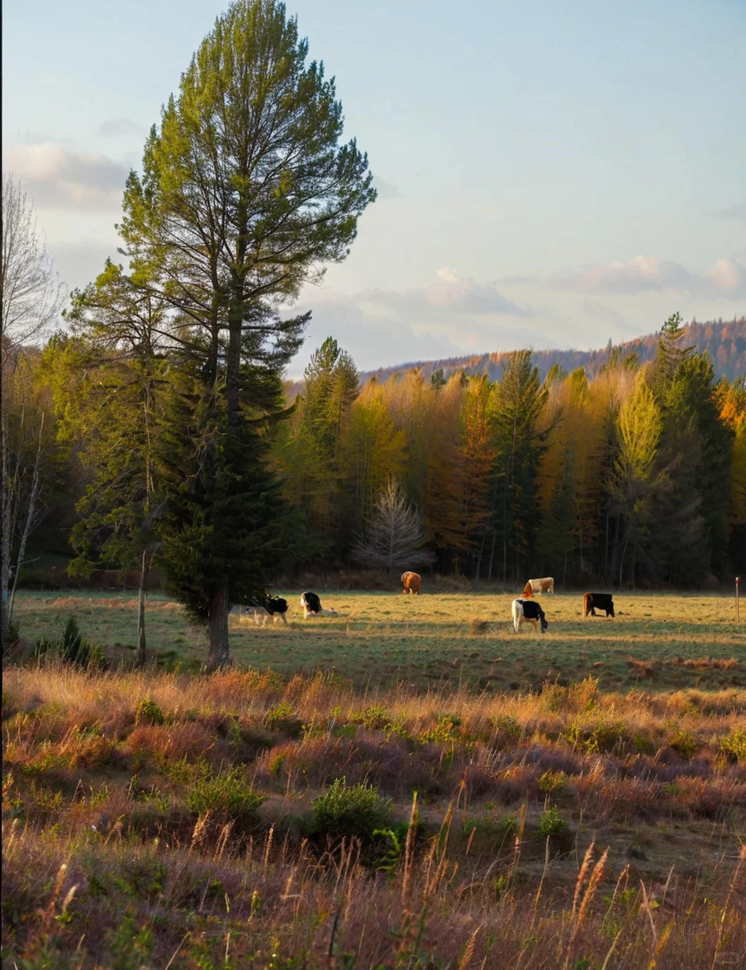阿尔山推窗见不冻河！夜观银河太绝