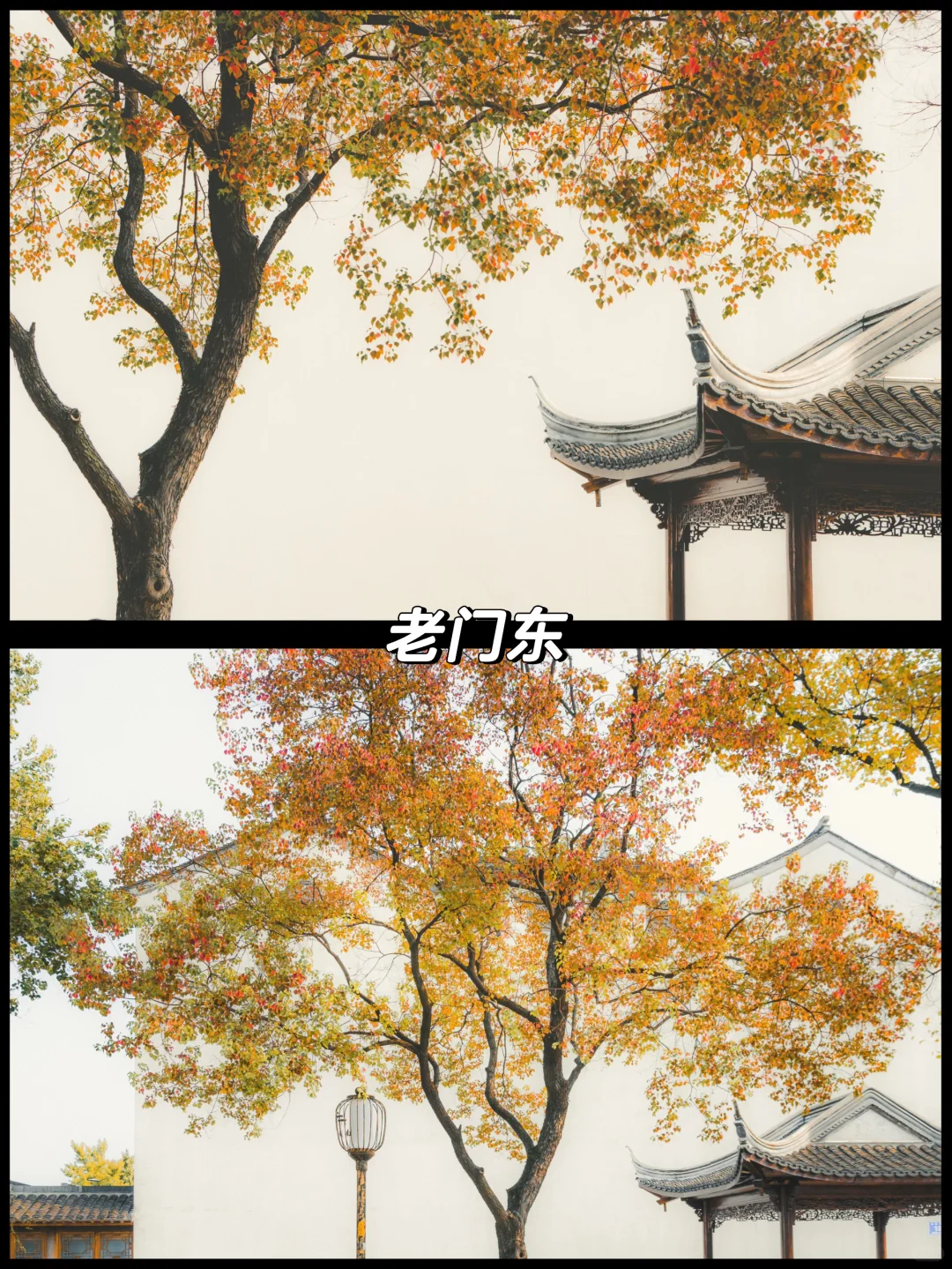 南京的秋天很绝，收好这15个机位拍到手软