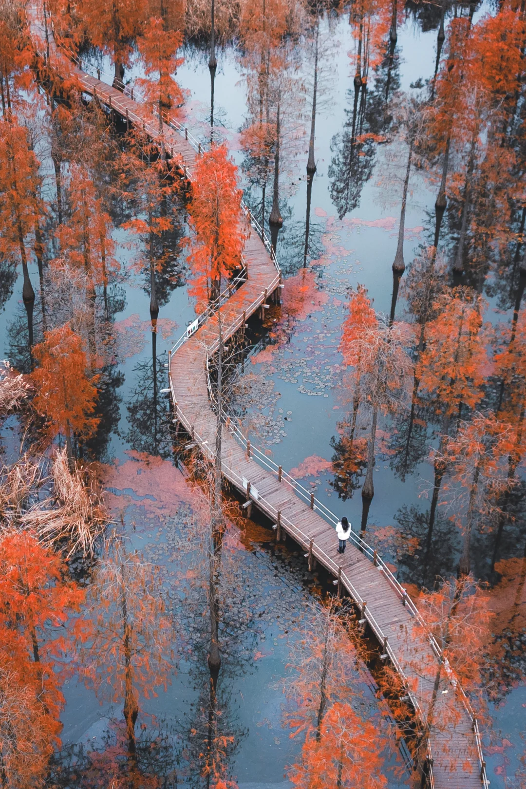 南京的秋天很绝，收好这15个机位拍到手软