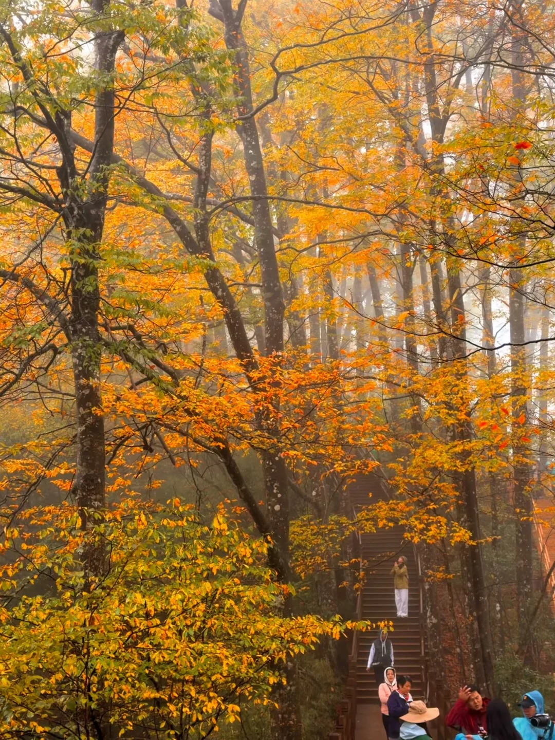10.20实拍！！！今天的光雾山真的杀疯了！！！！