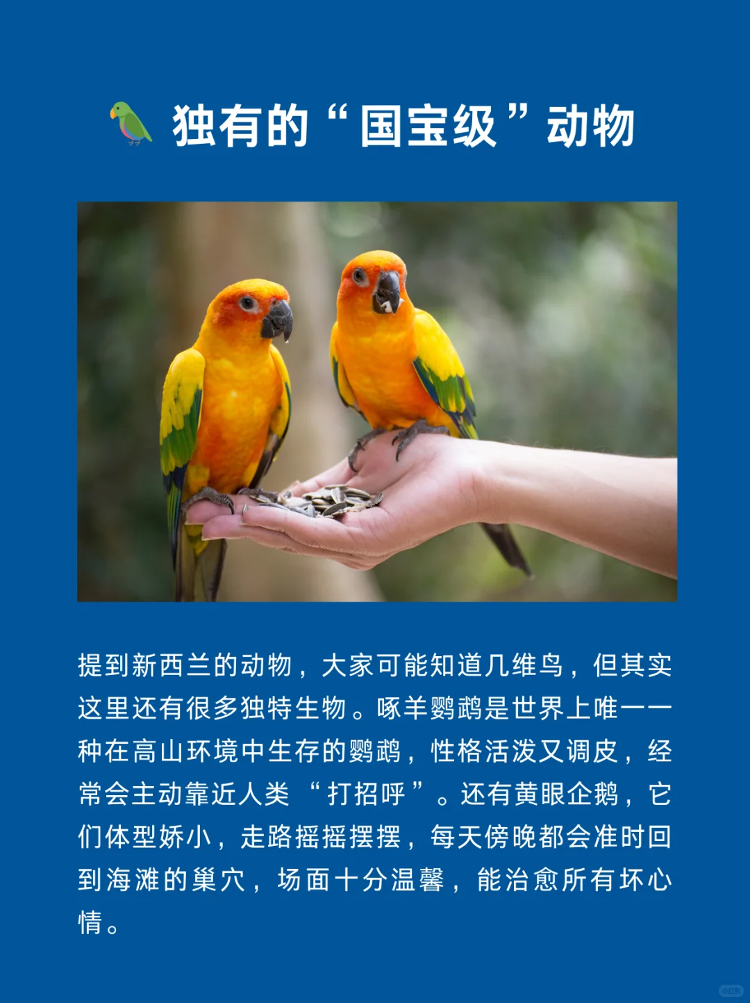 每天认识一个国家 | 新西兰🇳🇿