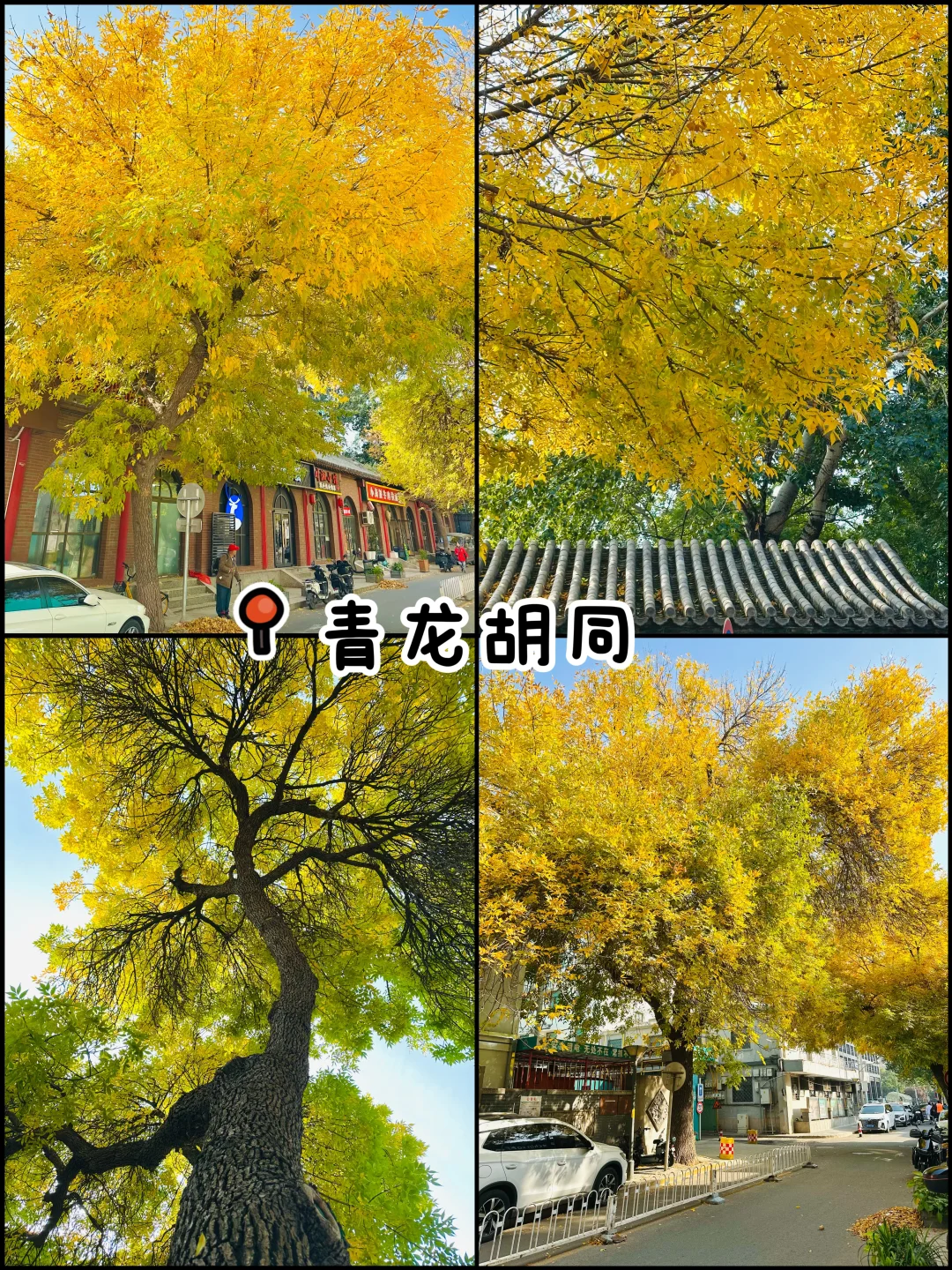 官宣❗️北京赏秋前三city walk路线出炉‼️