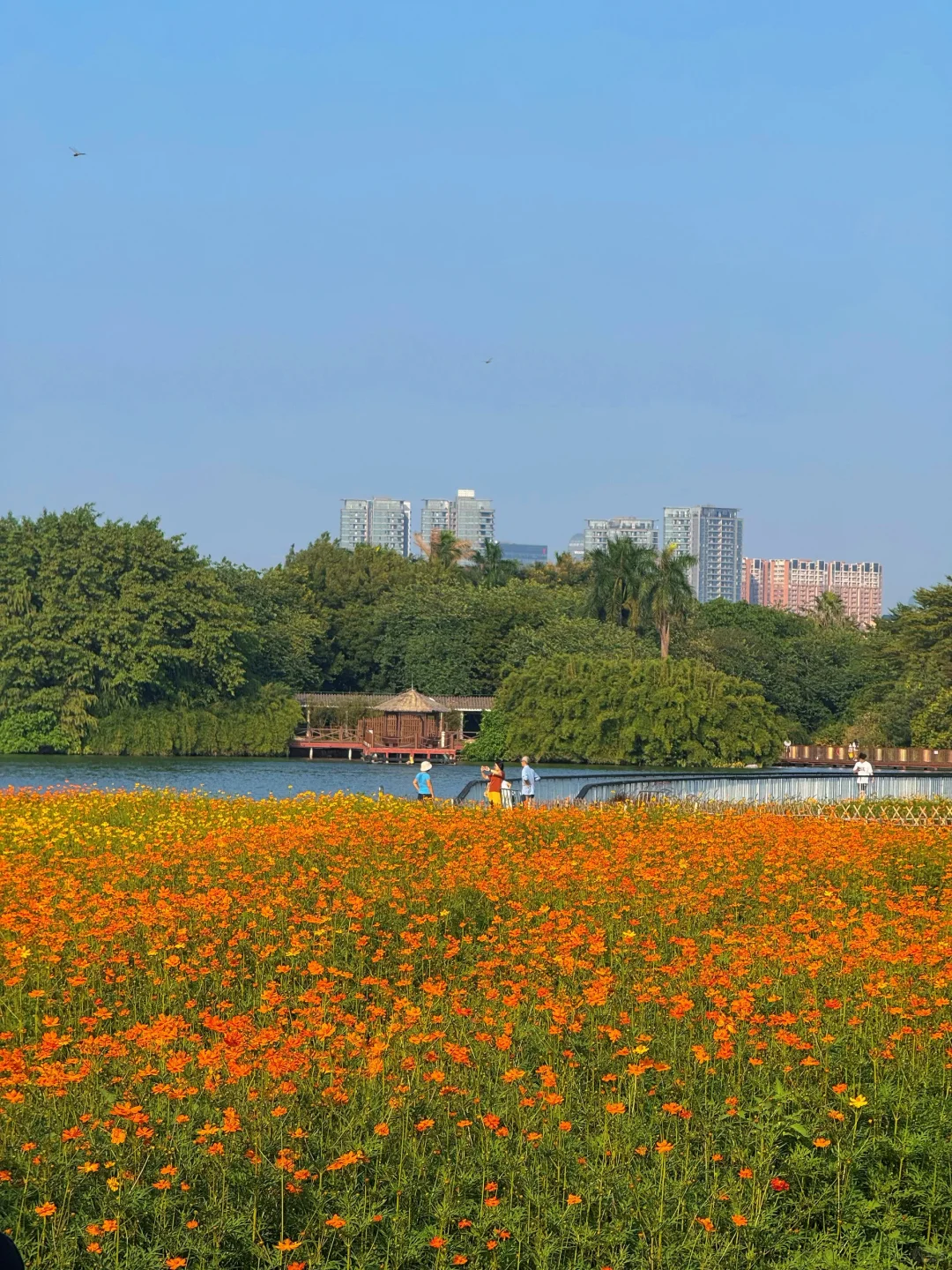 10.19实况～广州秋天🌼是花开成海的金色浪潮