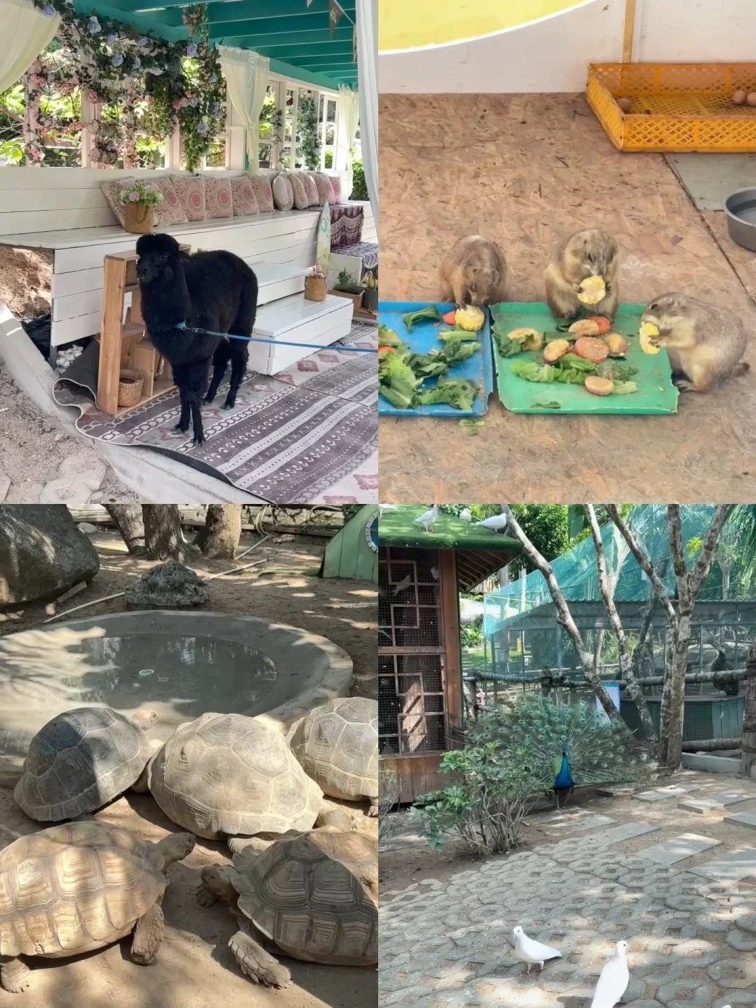 蜈支洲岛city walk 保姆级攻略‼️