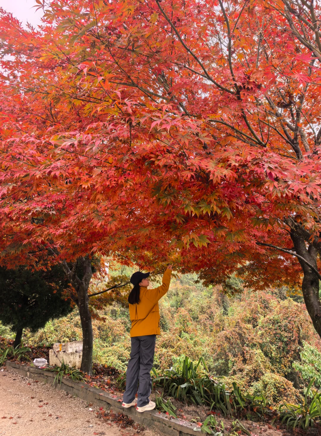 西安周边|不愧陕南小九寨❗低估赏秋天花板