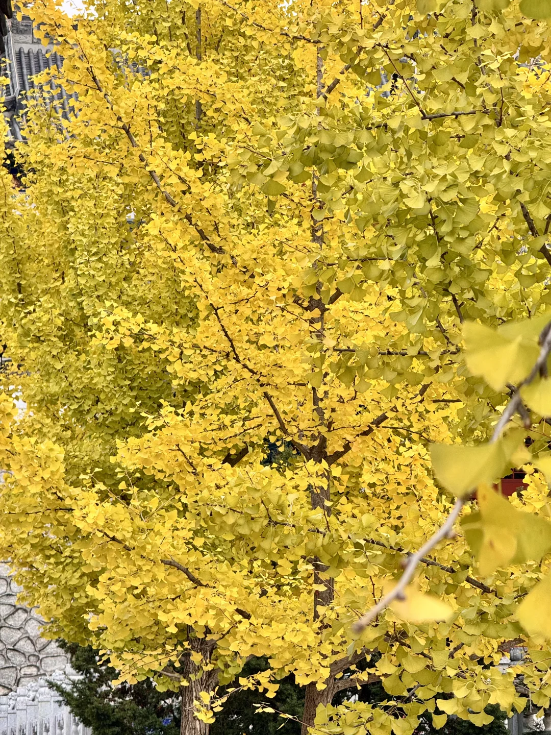 吉林市丨玄帝观的银杏黄了！快去拍！