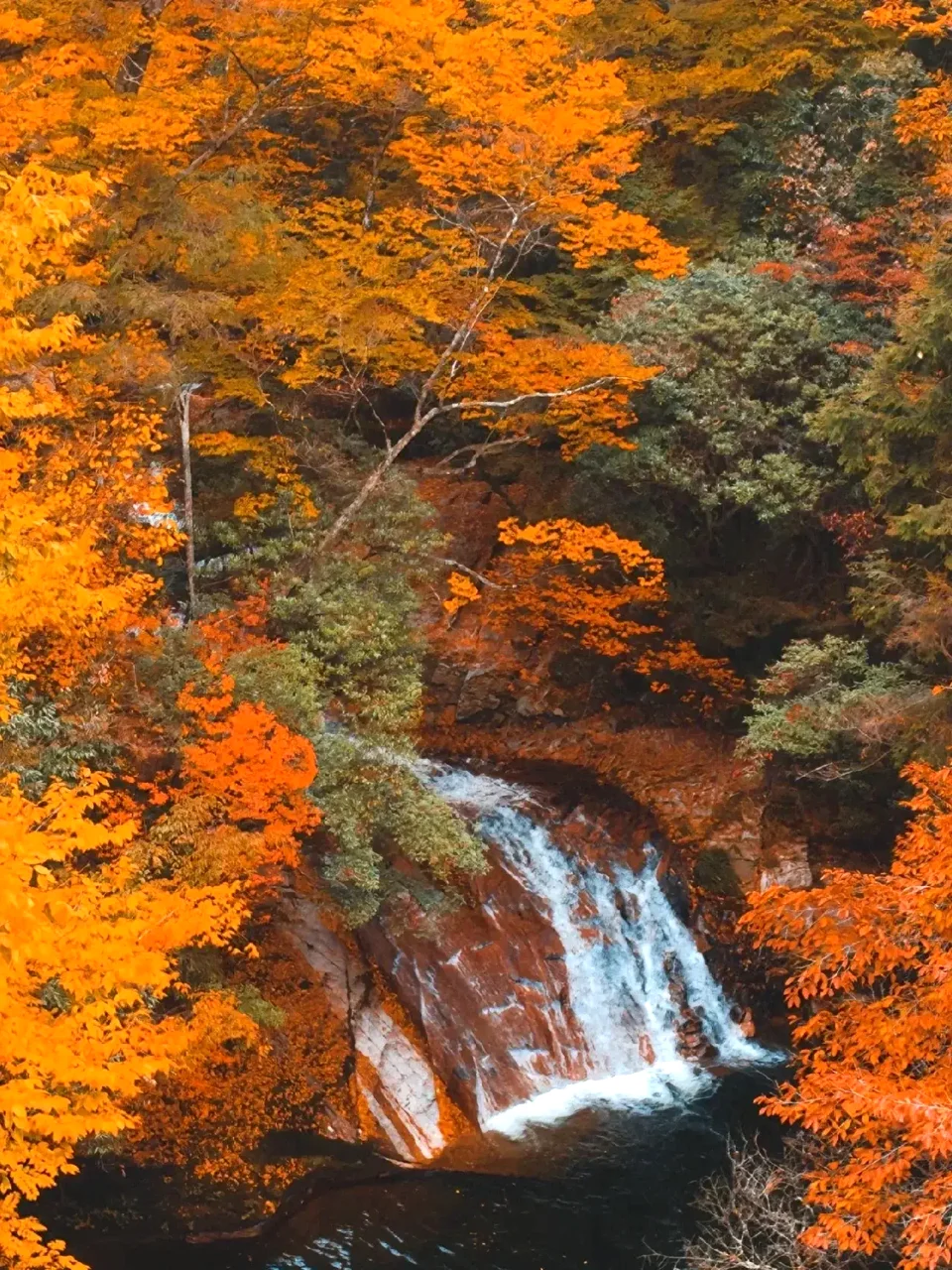 亚洲最大的红叶景区在这个省，知道的人不多