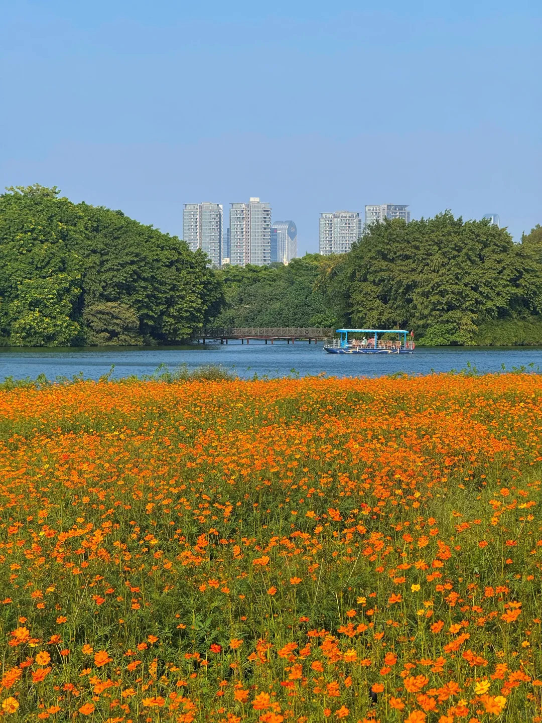 10.19实况～广州秋天🌼是花开成海的金色浪潮
