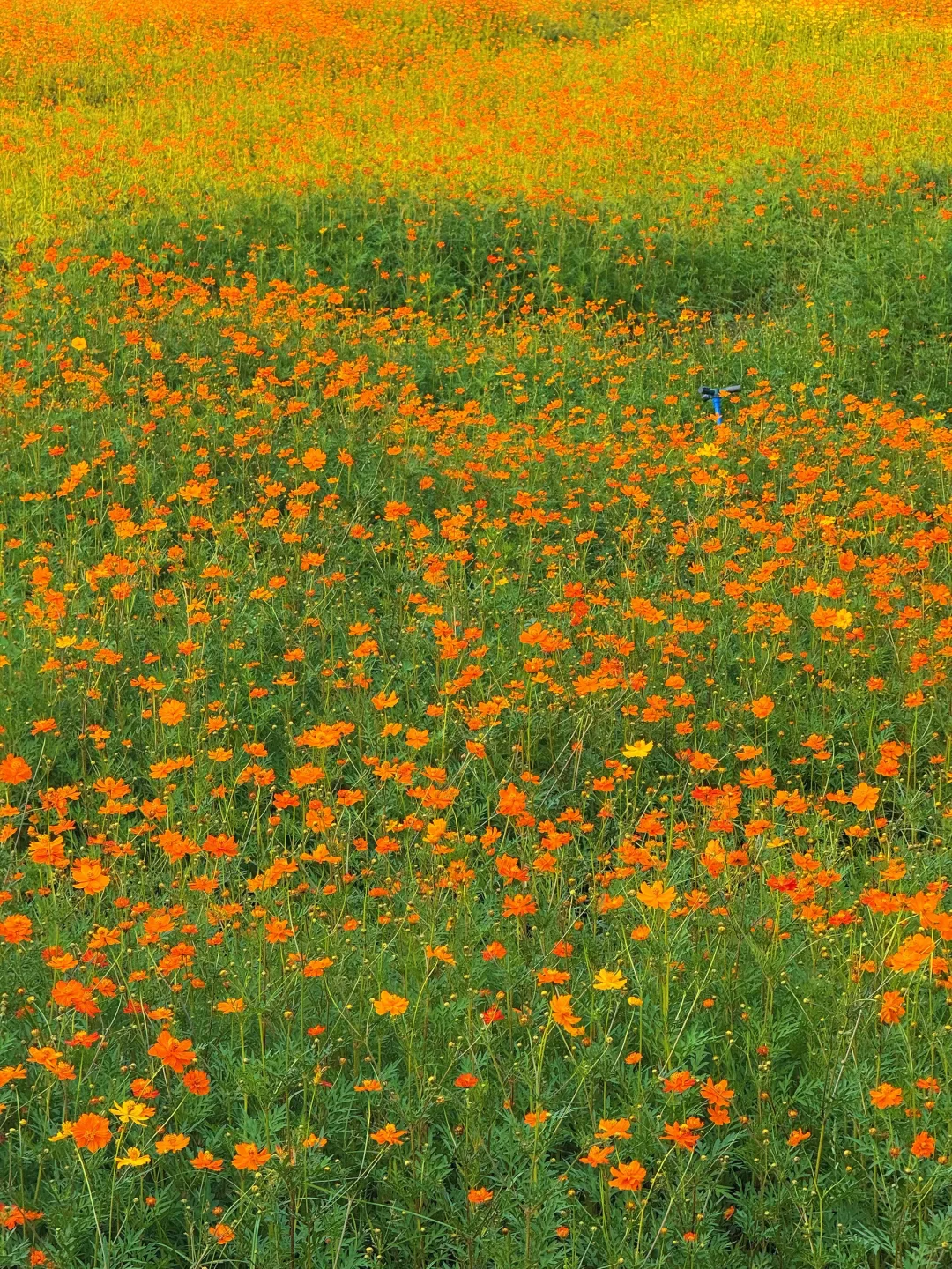 10.19实况～广州秋天🌼是花开成海的金色浪潮