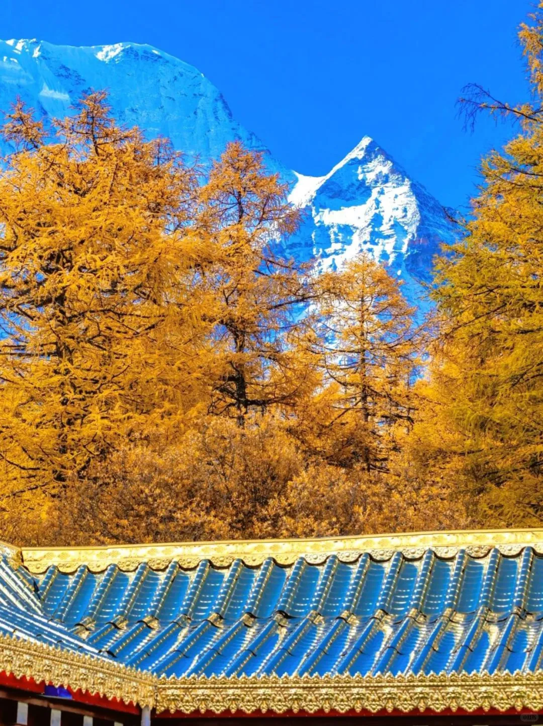 稻城亚丁的秋天，人间值得🍁