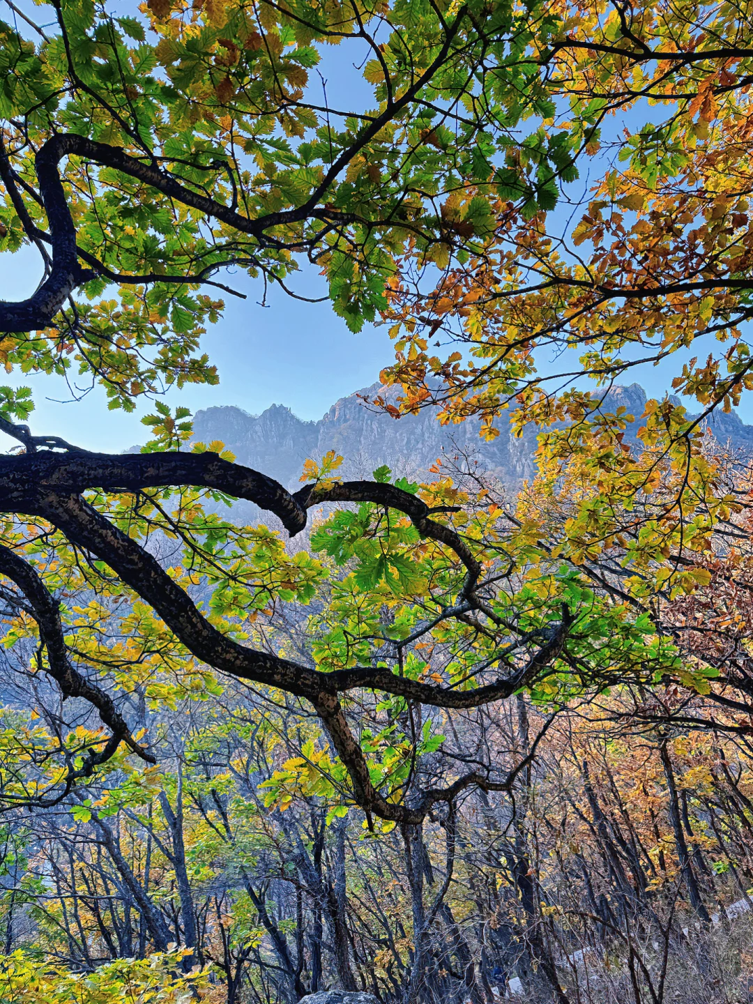 百瑞谷｜漫步在山川的调色盘里🎨在油画里❗️