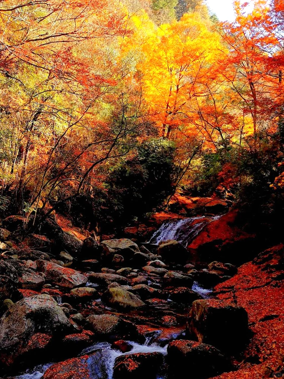 亚洲最大的红叶景区在这个省，知道的人不多