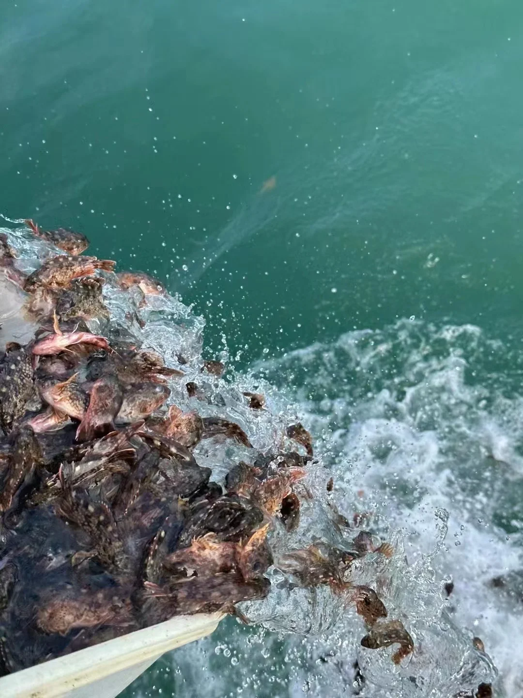 广东人免fei登岛‼️涠洲岛省💰玩法大全🐳