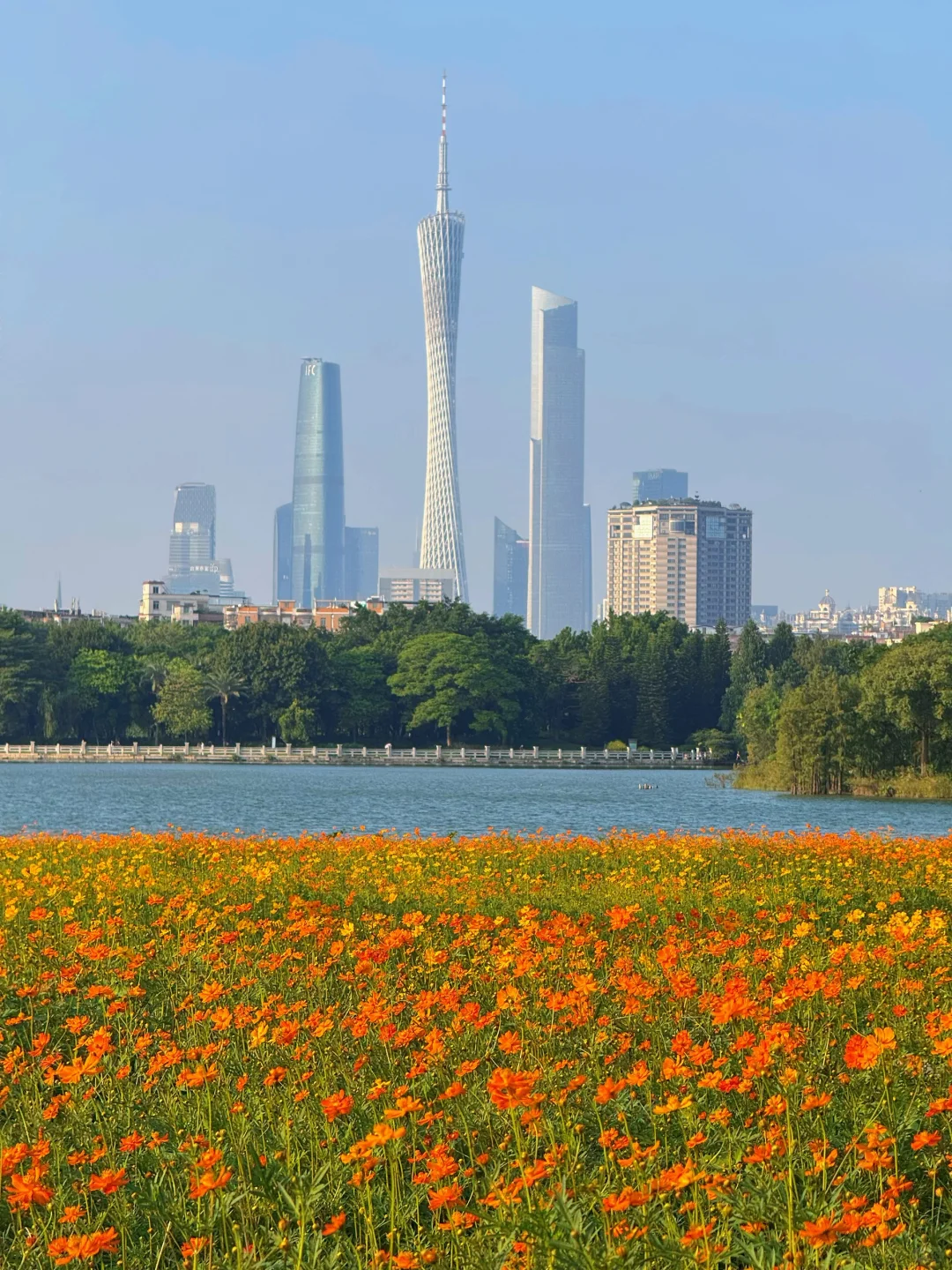 10.19实况～广州秋天🌼是花开成海的金色浪潮