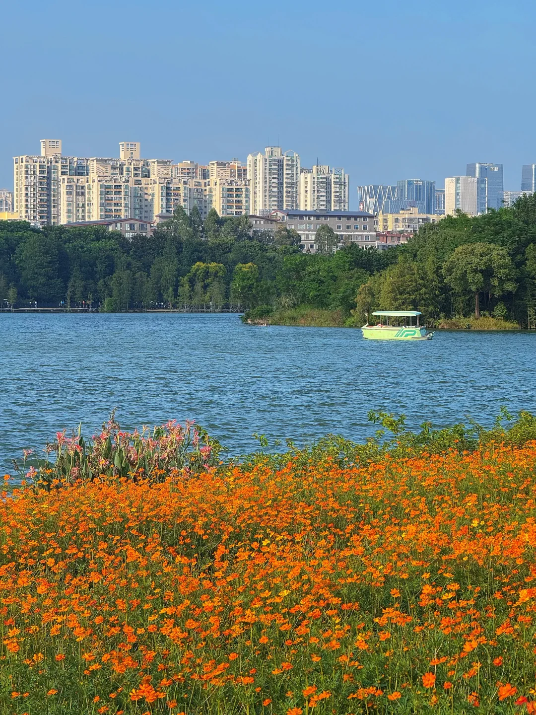 10.19实况～广州秋天🌼是花开成海的金色浪潮