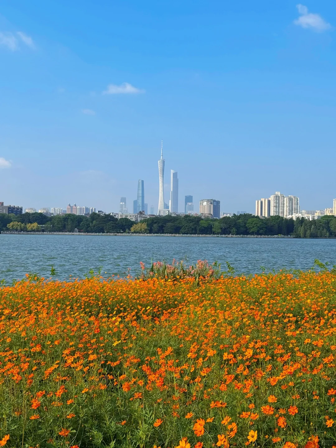 10.19实况～广州秋天🌼是花开成海的金色浪潮