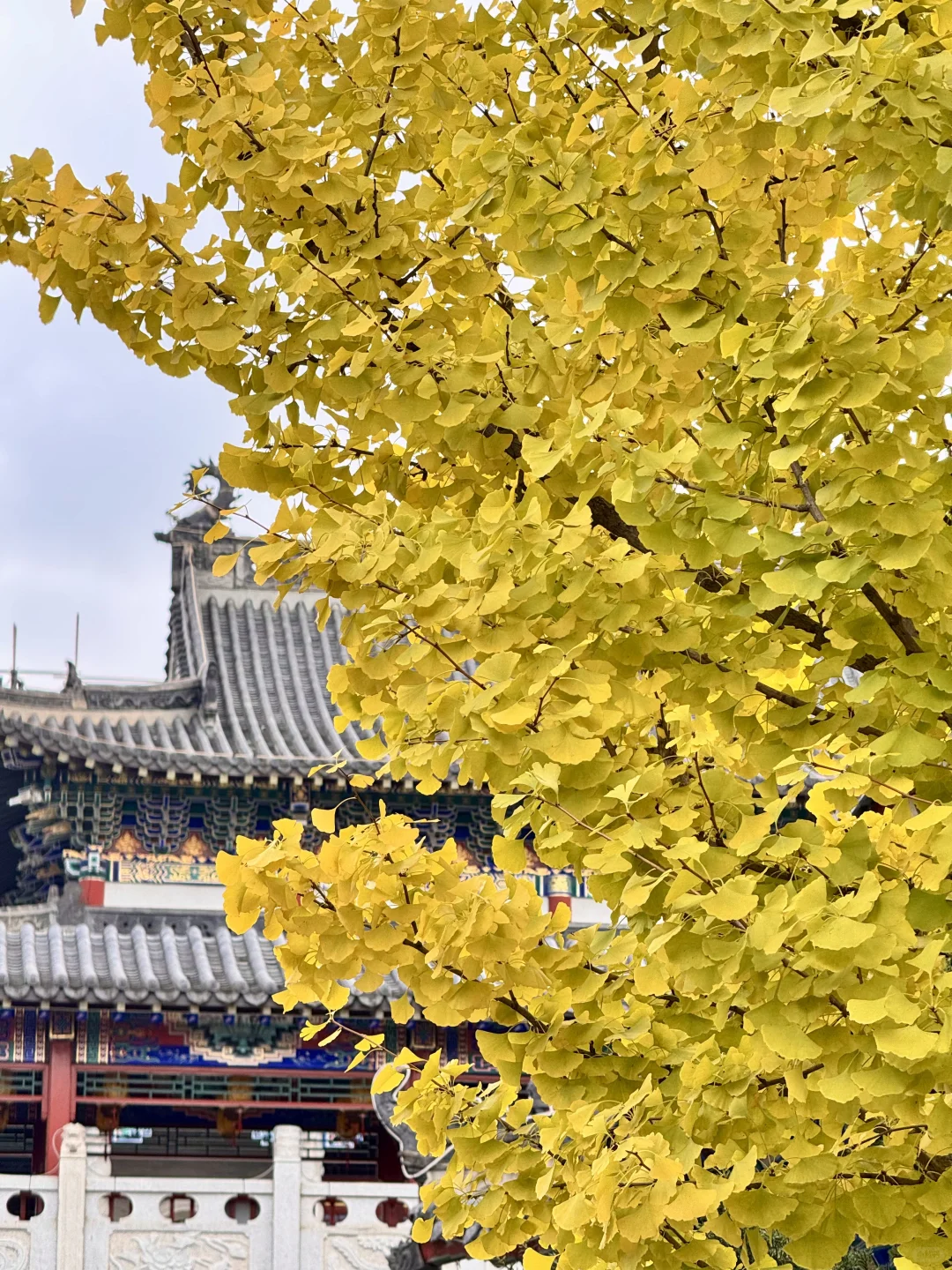 吉林市丨玄帝观的银杏黄了！快去拍！