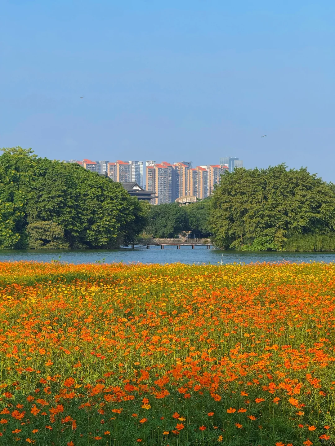 10.19实况～广州秋天🌼是花开成海的金色浪潮
