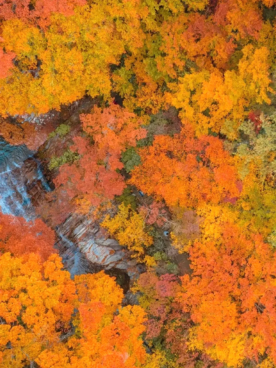 亚洲最大的红叶景区在这个省，知道的人不多