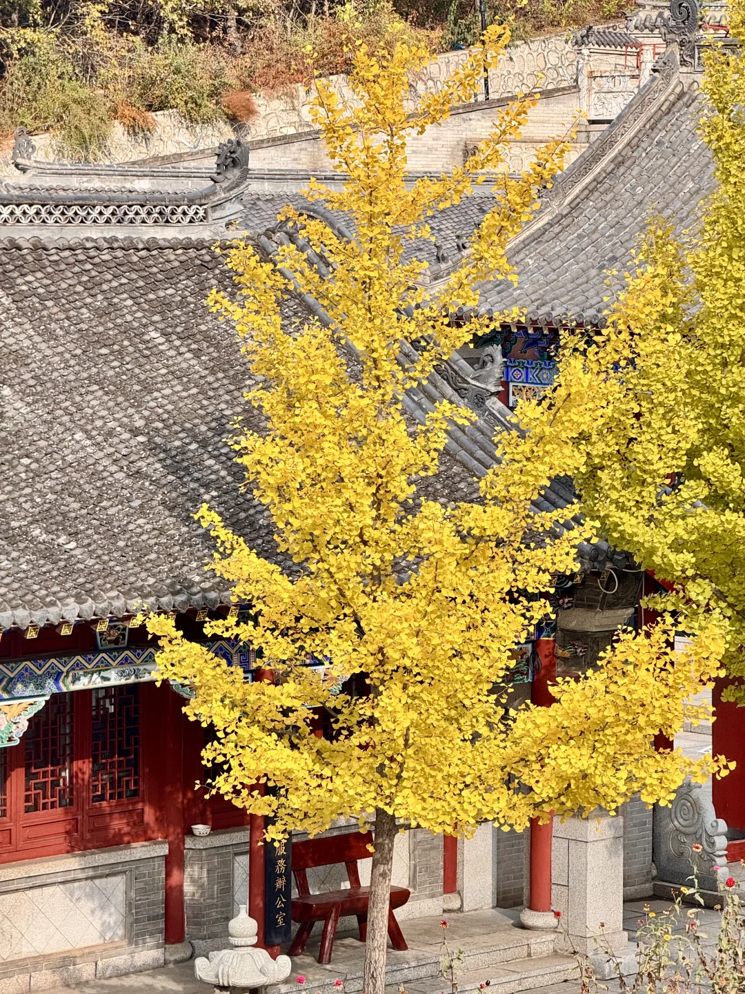 吉林市丨玄帝观的银杏黄了！快去拍！