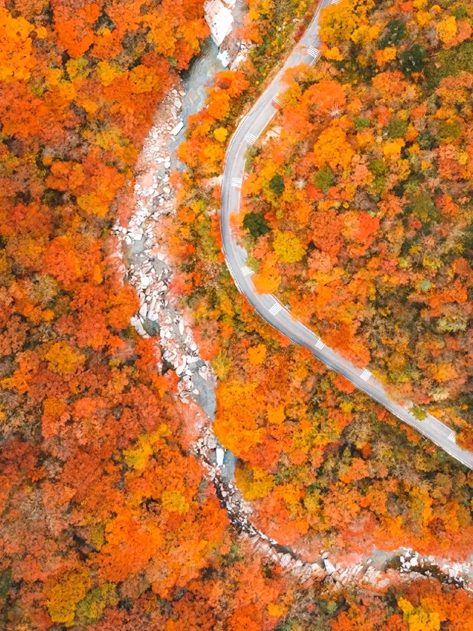 亚洲最大的红叶景区在这个省，知道的人不多