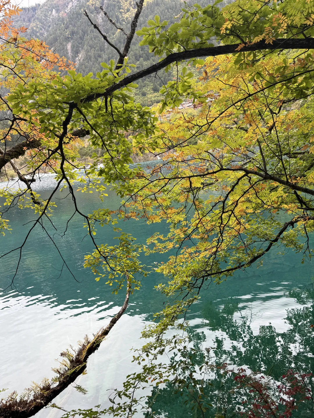 九寨沟不拥挤版超级详细攻略(10.22实况)