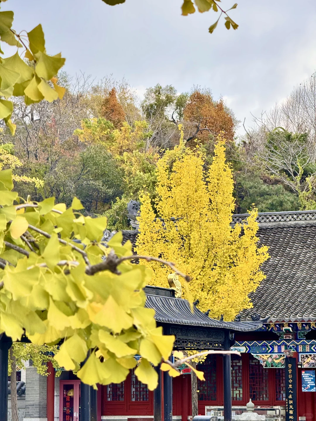 吉林市丨玄帝观的银杏黄了！快去拍！