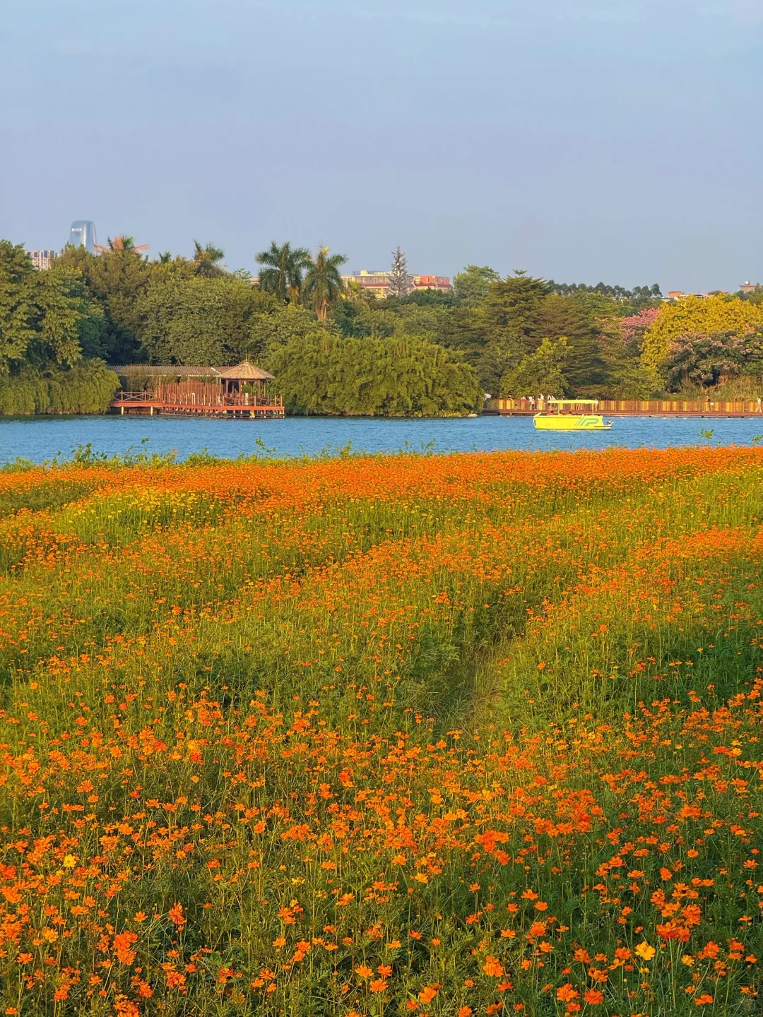 10.19实况～广州秋天🌼是花开成海的金色浪潮